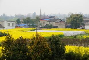 春日油菜花海田园风光