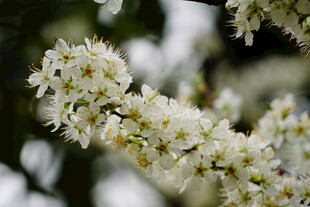 洁白李花绽放枝头