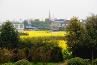 春日田野油菜花海美景