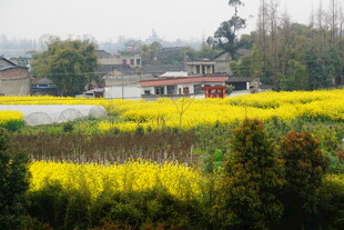 春日油菜田乡村美景