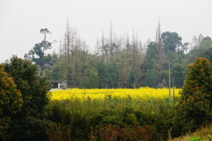 金黄油菜田与葱郁树木