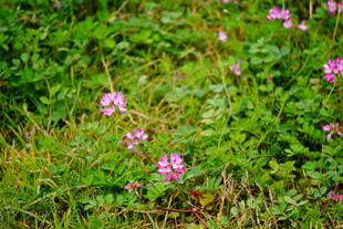 草丛中的粉色小花