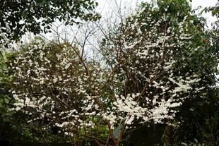 枝头繁花绽放的美丽树木