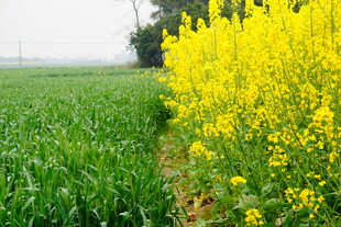 春日田野油菜花与绿苗