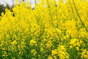金黄灿烂的油菜花田