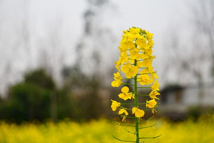 一枝独秀的灿烂油菜花