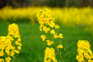 春日油菜花绽放美景