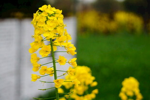 一枝绽放的黄色美丽花朵