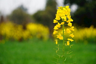 一枝独秀的黄色油菜花