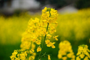 金黄油菜花绽放美景