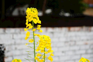 墙边绽放的黄色油菜花