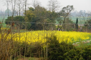 春日油菜花田田园风光