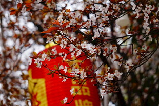 枝头红灯笼映多彩树叶