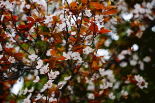 繁花满枝的绚烂景致