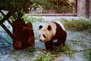 雪地中漫步的可爱大熊猫