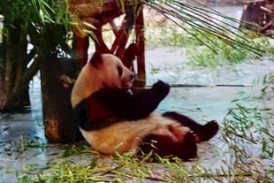 熊猫惬意躺卧享受悠闲时光