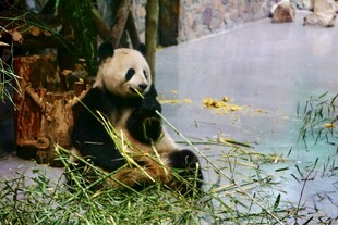 熊猫悠闲进食嫩绿竹子