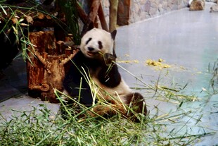 熊猫悠闲进食竹子