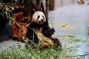 熊猫惬意享用竹子