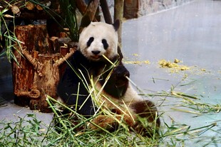 竹林中的憨态熊猫