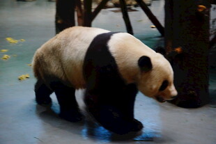 行走的大熊猫
