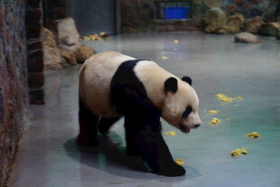 熊猫在室内玩耍