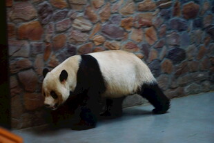 憨态可掬的大熊猫