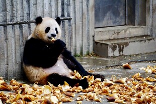 熊猫坐落叶中憨态可掬