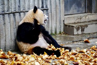 熊猫坐于落叶中悠然自得