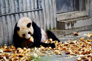 熊猫惬意享用地上竹子