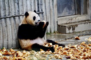 熊猫坐落叶中惬意进食