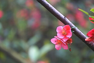 枝头绽放的娇艳红花朵