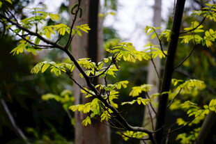嫩绿枝叶在林间舒展