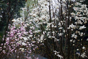 春日繁花似锦的树林