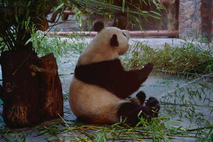 憨态可掬的熊猫坐地进食