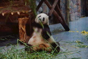 熊猫惬意享用竹子