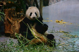 熊猫惬意进食竹子