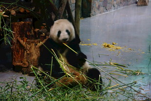 憨态熊猫坐享鲜嫩竹子
