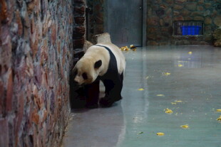 墙边漫步的可爱大熊猫