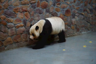 墙边行走的大熊猫