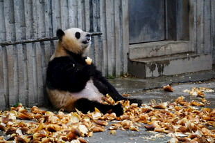 熊猫坐落叶中惬意进食