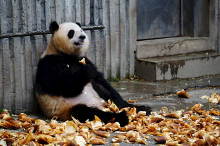 熊猫坐落叶中惬意进食