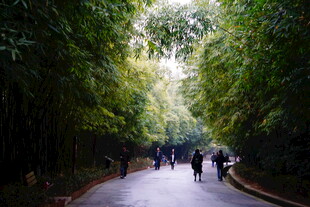 竹林小径漫步人群