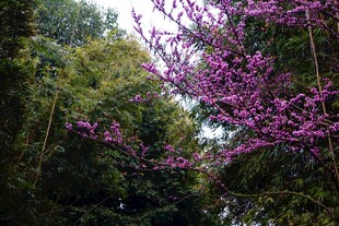 春日繁花绽放的绚烂景致