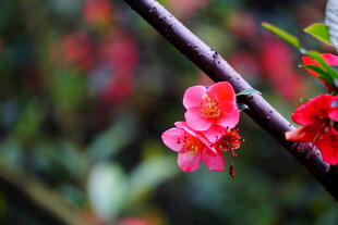 枝头绽放的娇艳红花朵