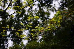 茂密林间绿意盎然