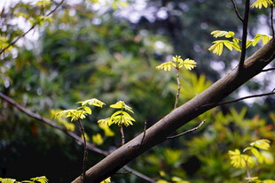 枝头嫩黄新叶初绽