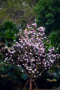 盛开的玉兰花树