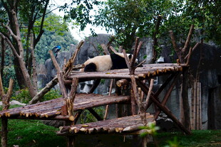 熊猫在木架上惬意休憩