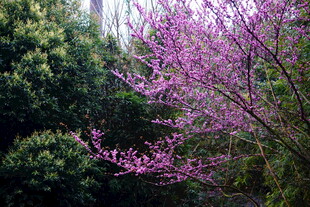 紫花绽放于绿树间